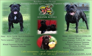 Английский стаффордширский бультерьер #503409