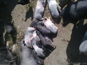  вьетнамские поросята #488055