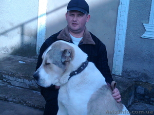 продается молодой кобель САО #496968