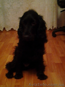 ОТДАДИМ РУССКОГО СПАНИЕЛЯ 6 МЕС. #488649