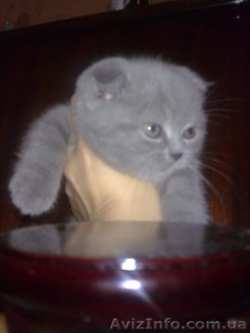 Вислоухие девочки #486093