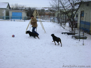 Продам ротвейлера #487999