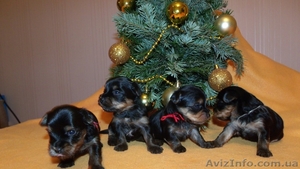 продаются йорки #488839