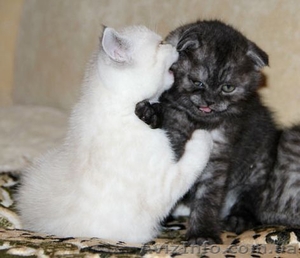 Шотландские вислоухие и страйтики #510425