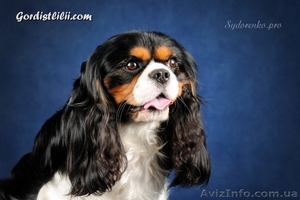 кавалер кинг чарльз спаниель #495073