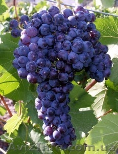 Продам первосортные саженцы винограда #515168