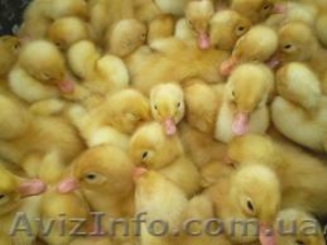 Утята суточные кросс Благоварка и кросс Темп #513907