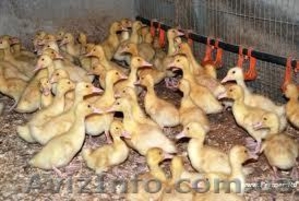Подрост утята кросс Благоварка и Темп в возрасте 7-21 дн. #513898
