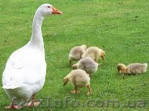 Услуги по перевозке молодняка птицы (суточного молодняка). #484662