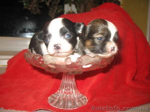 Продам Чихуа-хуа 1 месяц #496906