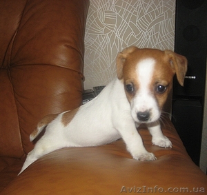 Большой выбор очень красивых наследственно гладких щенков Джек Рассела   #499286