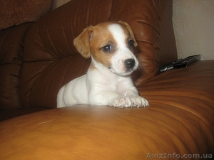 Замечательная порода Джек Рассел терьер #499378