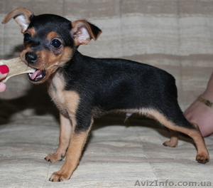 продам мальчишку той-терьера #517694