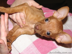 продам щенков русского той терьера красного #488519