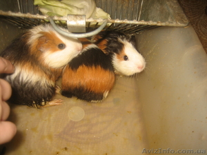 Шикарные свиночки #489993