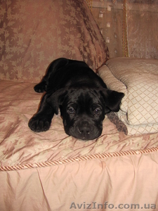 Продаємо оригінальних кане-корсо #515862