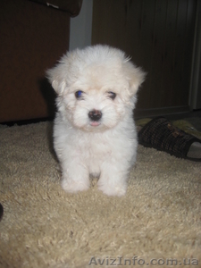 Предлагаю щенков Мальтийской болонки #499415