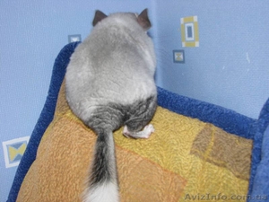 Шиншилла-мальчик,  окрас: белый Вильсон   мозаика,  6 месяцев #500859