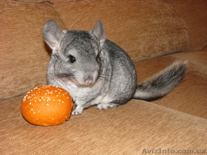 Шиншилла-девочка,  серый стандарт,  6 месяцев #500866