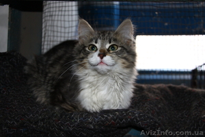 Бесплатно отдам котенка очень симпатичного,  Пожалуйста помогите найти ему дом! #514744