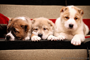  самые красивые щенки алабая #485451