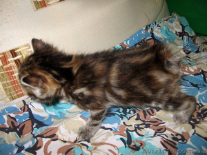 Курильские бобтейлы-домашняя рысь! #485717