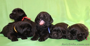 щенки  лабриков #492047