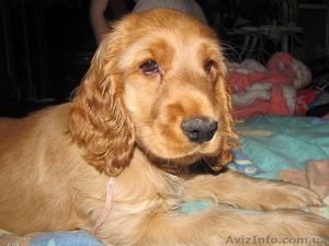Щенок английского кокер спаниеля. #496062