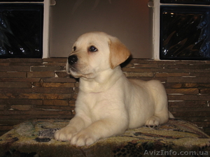 щенки лабрадора -ретривера палевого окраса #513972
