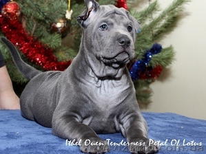 продам щенков ТАЙСКОГО РИДЖБЕКА рождены 21.11.2011 #485625