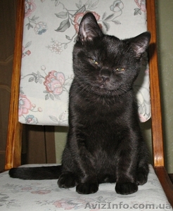 Британские чистокровные короткошерстные котята. #494917