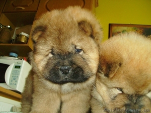 Щенки чау-чау с родословной,  продажа chow-chow #487684
