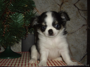 Чихуахуа. Мини щенки #490203