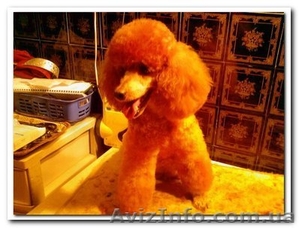 продажа щенков пуделя #487541