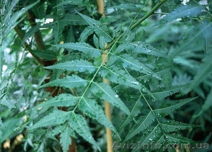 Ниим, Azadirachta indica,  мелия персидская #511803