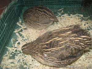 Крупные перепела #496482