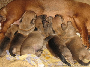 продам щенков таксы гладкошерстной #503902