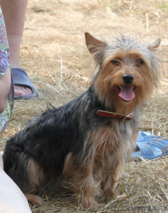 Потерялась собака #519239