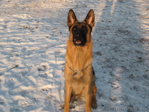 Красивые породные немецкие овчарки с документами и без. #505437