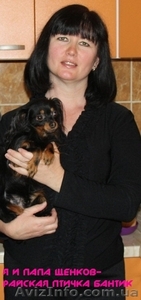 РУССКИЙ ТОЙ ДЛИННОШЕРСТНЫЙ #490597