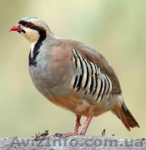 Серая куропатка и кеклик #504716