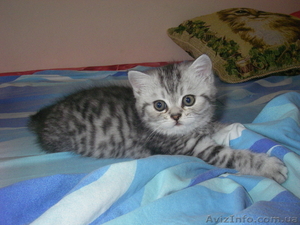 продаю шотландских котят #501293