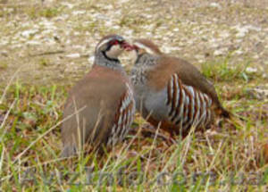 Красная куропатка #504712