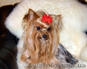 Йоршир чудесные девочки и мальчики. #499281