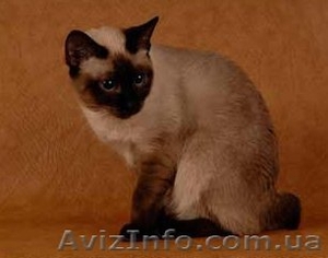 продам  меконгского бобтейла #511118