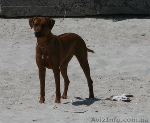 Щенки Родезийского Риджбека с отличной родословной #496623