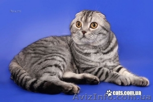 Шотландские плюшки вискасных окрасов #480803