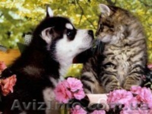 Ветеринарная помощь #504701