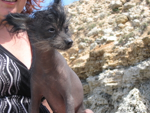 Щенки мексиканской голой собаки #491568