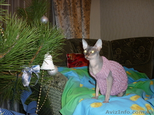 Продажа котят донского сфинкса #493608